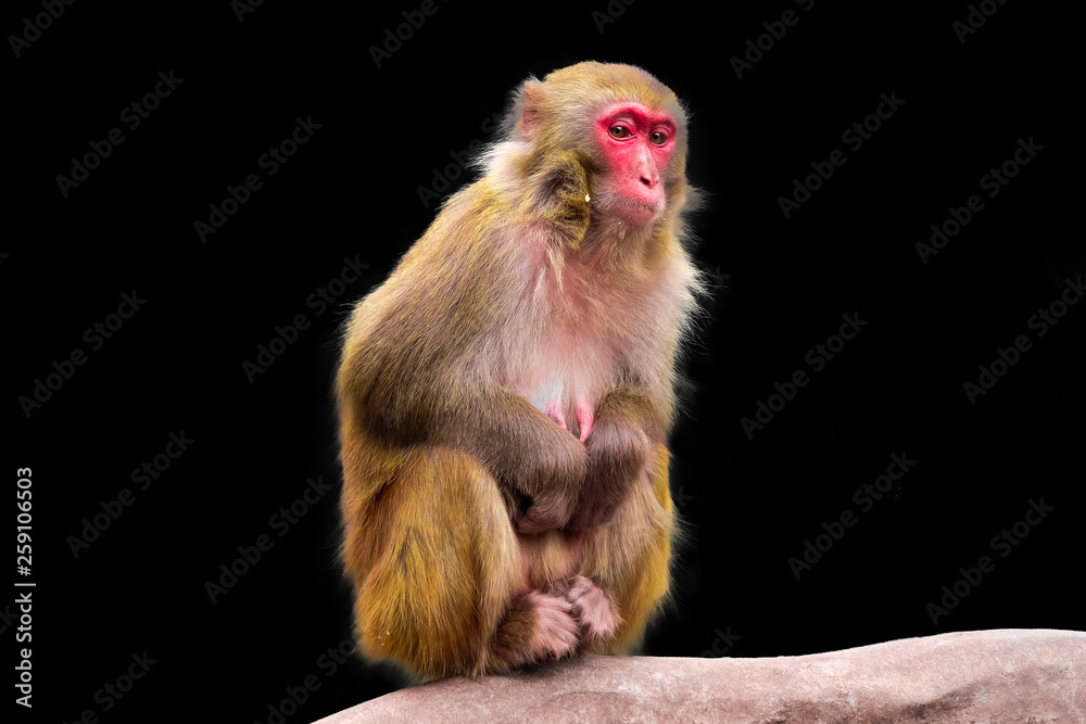 Naklejka premium monkey images with black background