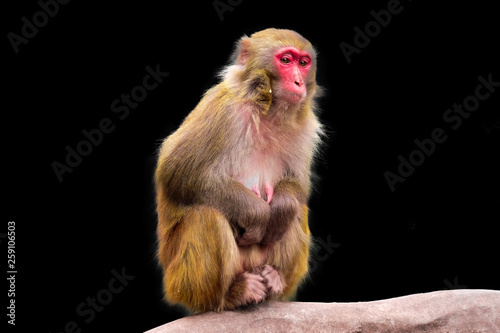 monkey images with black background
