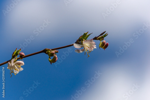 Spring macro of blooming winter honeysuckle Lonicera fragrantissima (standishii), or January jasmine, Chinese honeysuckle on the beautiful blue sky background. Selective focus. photo