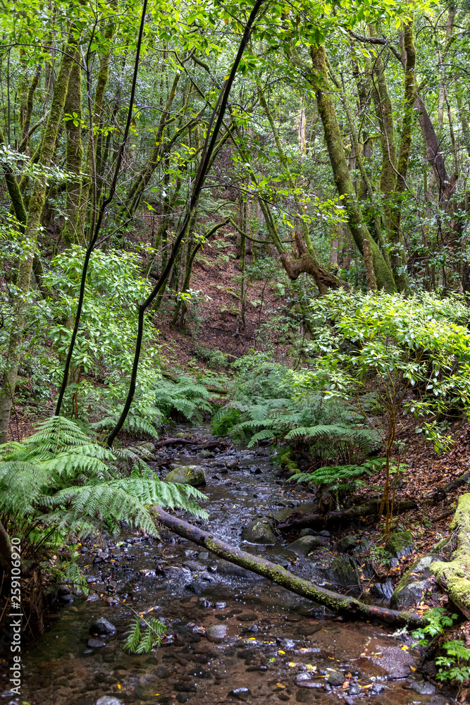 Rain forest at Garajonay park. La Gomera, Canary Islands. Spain Rain forest at Garajonay park. La Gomera, Canary Islands. Spain