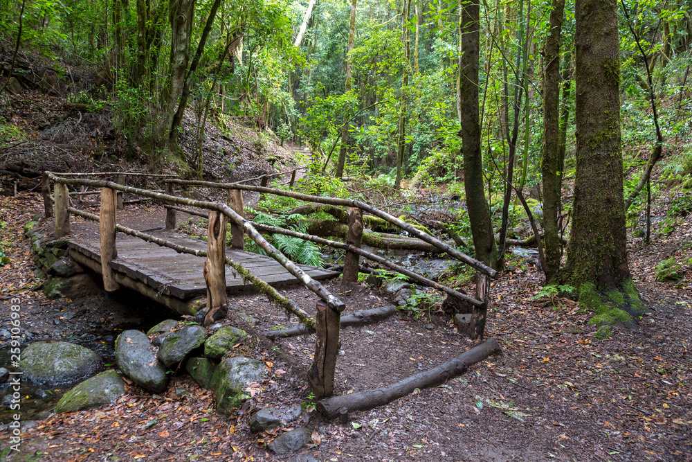 Wood bridge in forest at Garajonay park. La Gomera, Canary Islands. Spain Wood bridge in forest at Garajonay park. La Gomera, Canary Islands. Spain