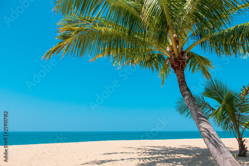 Beautiful tropical beach with coconut palm tree on sandy. Summer background concept.