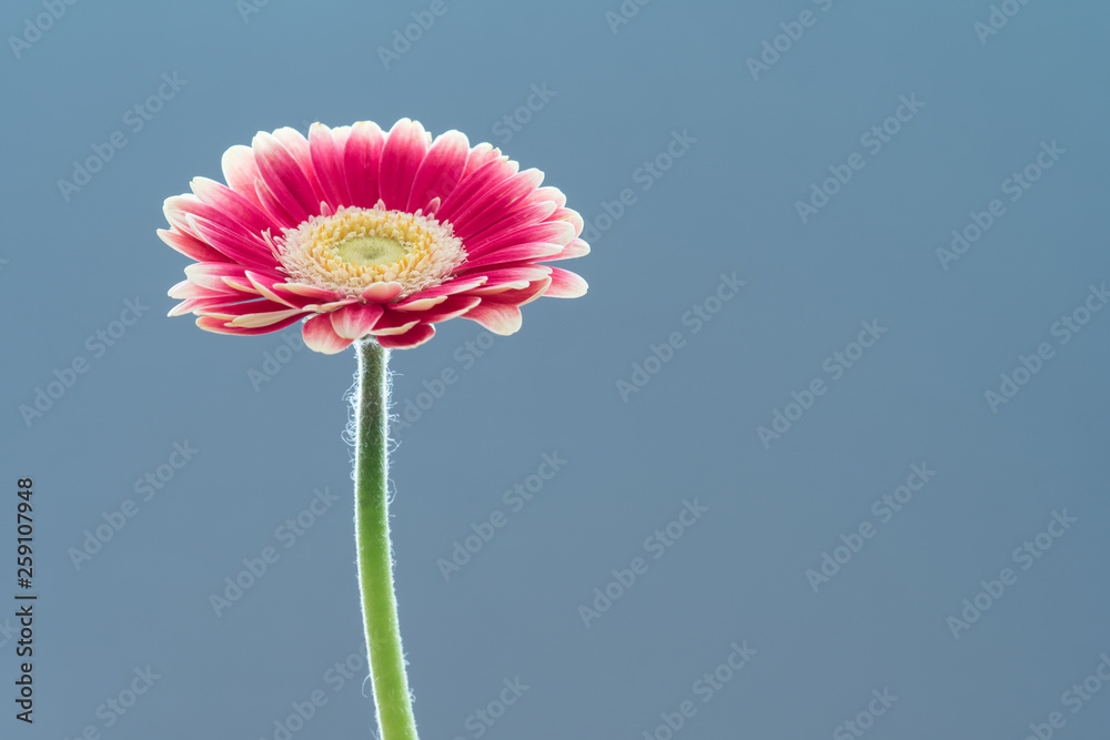 Single Pink Gerbera Single Pink Gerbera