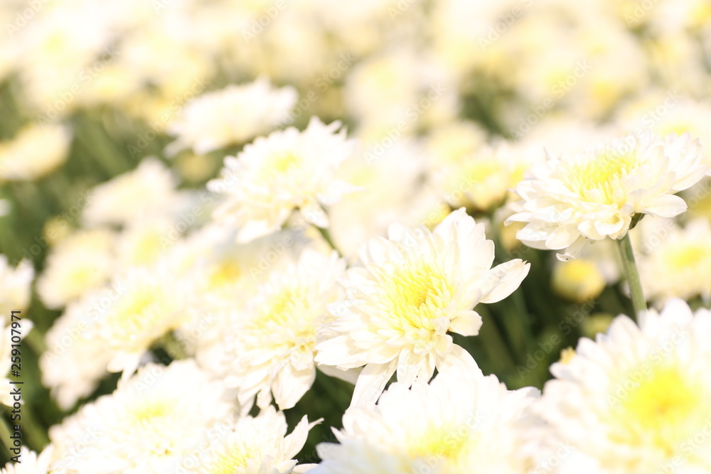 bouquet of white flowers bouquet of white flowers