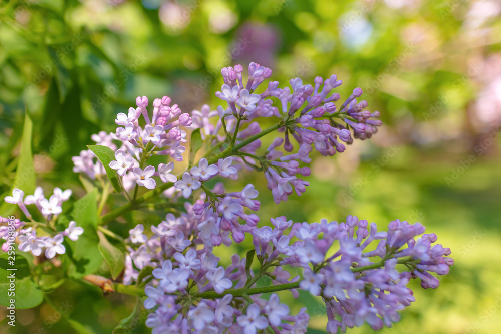 Lilac flowers close-up in the sun, focus with shallow depth of field, natural background Lilac flowers close-up in the sun, focus with shallow depth of field, natural background