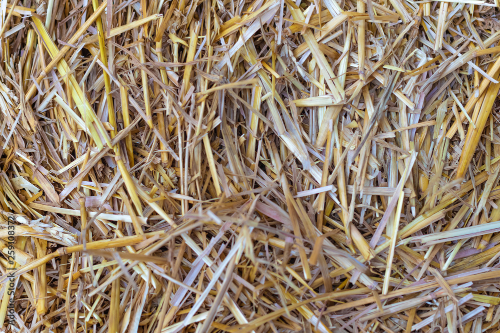 texture background dry straw, selective focus texture background dry straw, selective focus