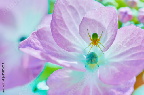 アジサイの花に小さな花蜘蛛を発見、マクロレンズで撮ってみました