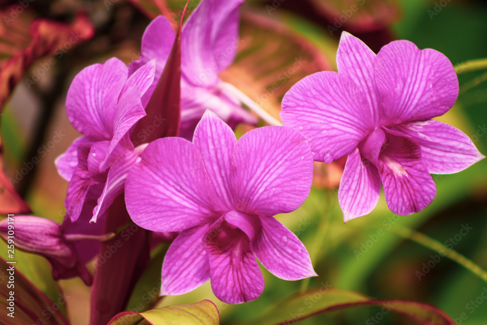 pink orchid in the tropical garden pink orchid in the tropical garden