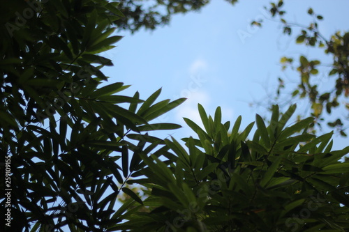 Wallpaper Mural green leaves and blue sky Torontodigital.ca