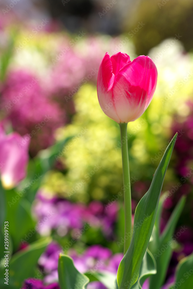 春・チューリップの花 春・チューリップの花