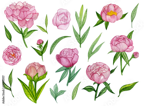 atercolor set with peonies and leafs. Pink flowers. Spring set.