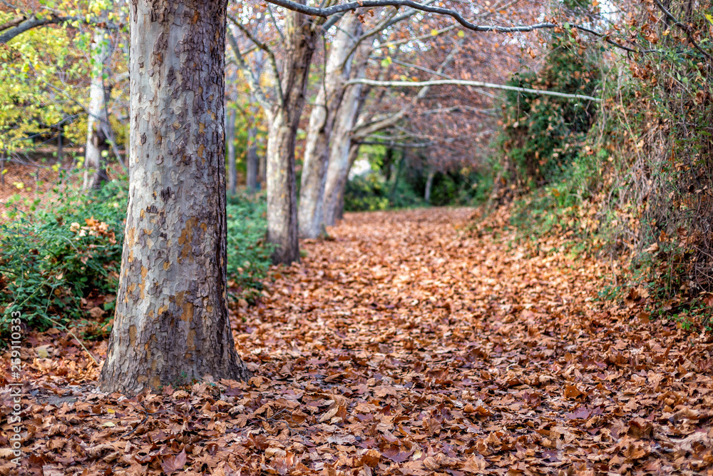 Otoño Otoño