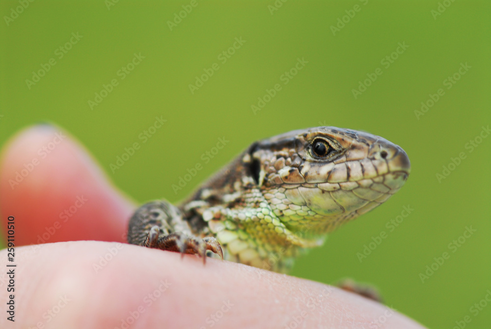 Fototapeta premium Cute little lizard on a green background on the hand. Macro shooting