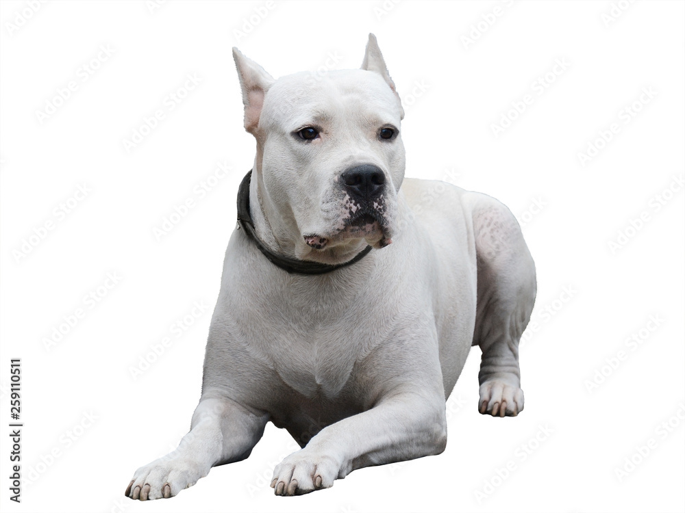 Dogo Argentino lies isolated on white background. Front view