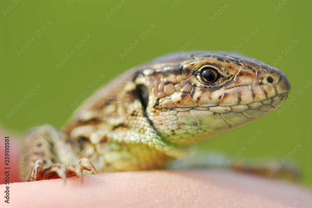 Naklejka premium Cute little lizard on a green background on the hand. Macro shooting