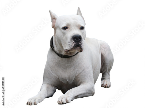 Obraz na płótnie Dogo Argentino lies isolated on white background. Front view w salonie