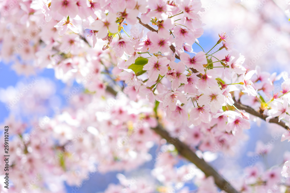 Nahaufnahme von hellrosa Kirschblüten im sonnigen Frühling Nahaufnahme von hellrosa Kirschblüten im sonnigen Frühling