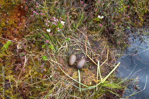 Nest of red-throated Loon (Gavia stellata) photo