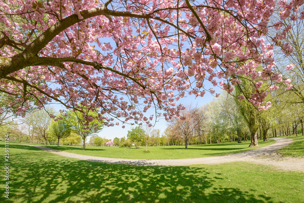 Park with pink blooming Japanese cherry tree and a path in a meadow in spring, Rhineland, North Rhine-Westphalia, Germany