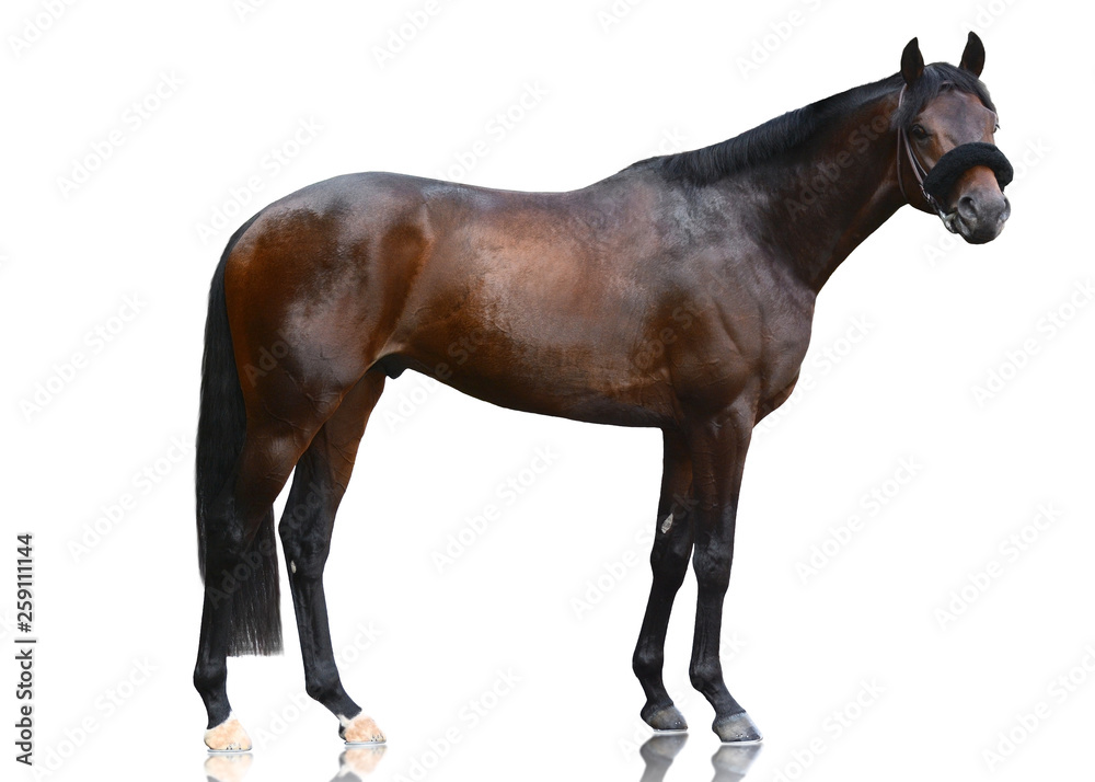 The dark bay powerfull thoroughbred stallion standing isolated on white background. Side view
