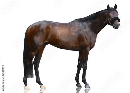 The dark bay powerfull thoroughbred stallion standing isolated on white background. Side view