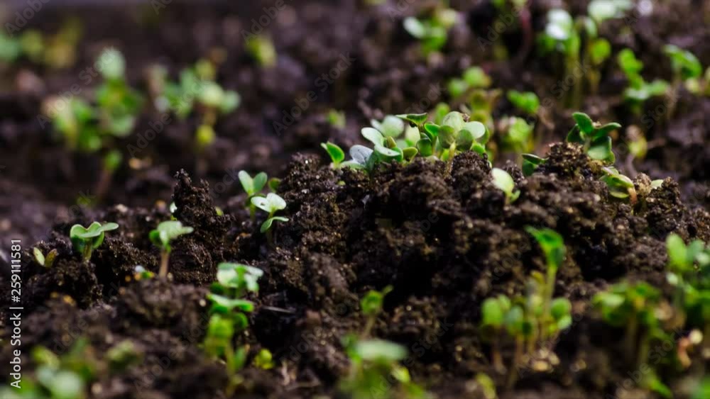 A seedling growing from the dirt time lapse video. Microgreens healthy food with vitamins.