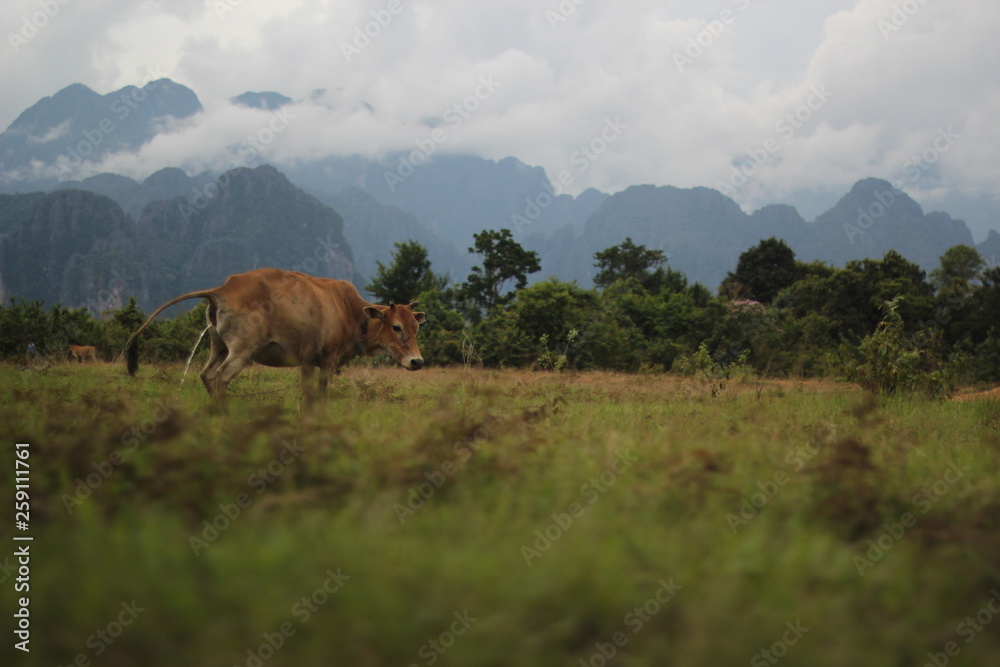 Obraz premium cow in the field