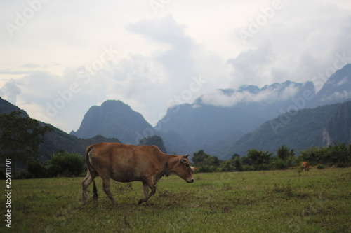 cow on pasture © alongkorn