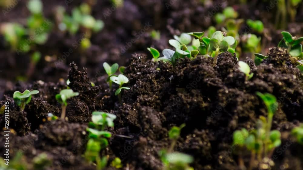 A seedling growing from the dirt time lapse video. Microgreens healthy food with vitamins. A seedling growing from the dirt time lapse video. Microgreens healthy food with vitamins.