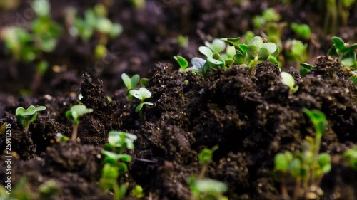 A seedling growing from the dirt time lapse video. Microgreens healthy food with vitamins.