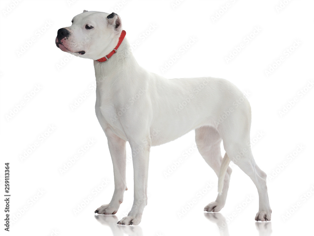 The white Dogo Argentino stand isolated on white background. side view