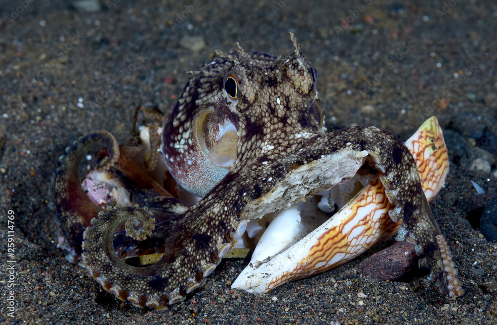Incredible Underwater World - Coconut octopus - Amphioctopus marginatus. Diving and underwater photography. Tulamben, Bali, Indonesia. Incredible Underwater World - Coconut octopus - Amphioctopus marginatus. Diving and underwater photography. Tulamben, Bali, Indonesia.