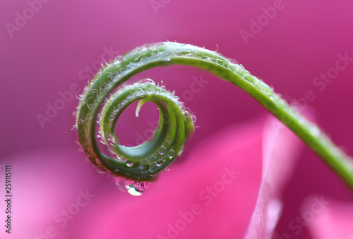 Fresh fern leaf in spring with drop of water