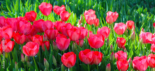 Tulips bright red , wide view