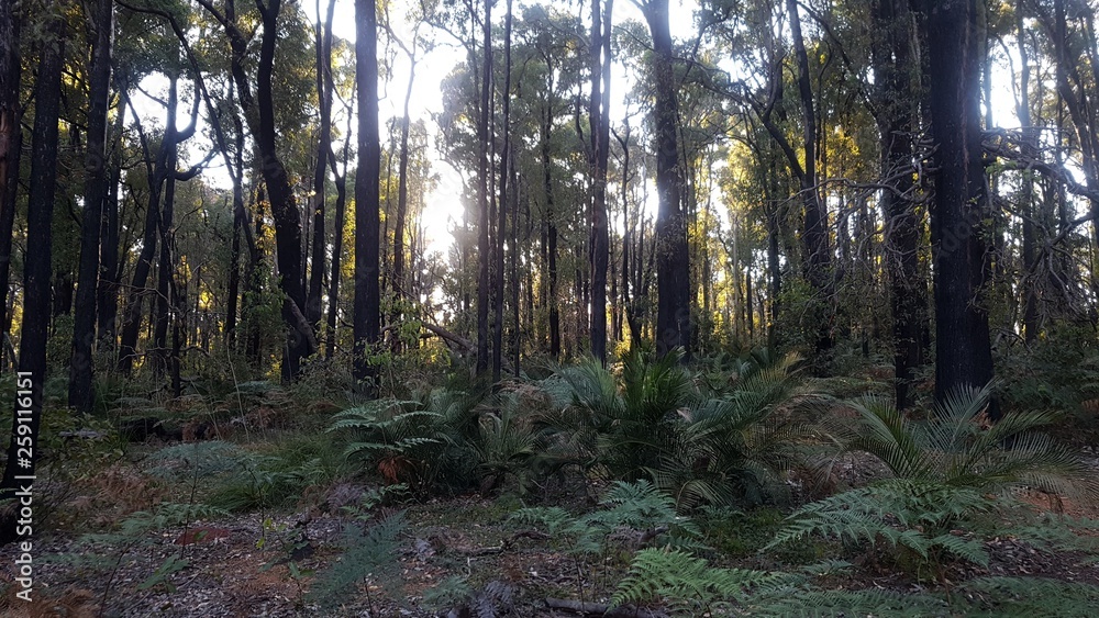 Obraz premium Australian bush 