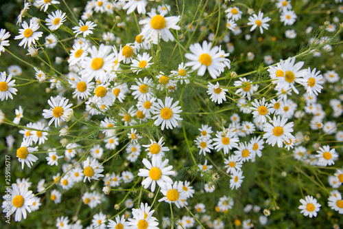 Flowering chamomile pharmacy. Many daisies  top view.