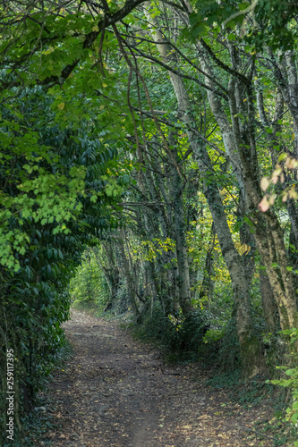 chemin au milieu des bois