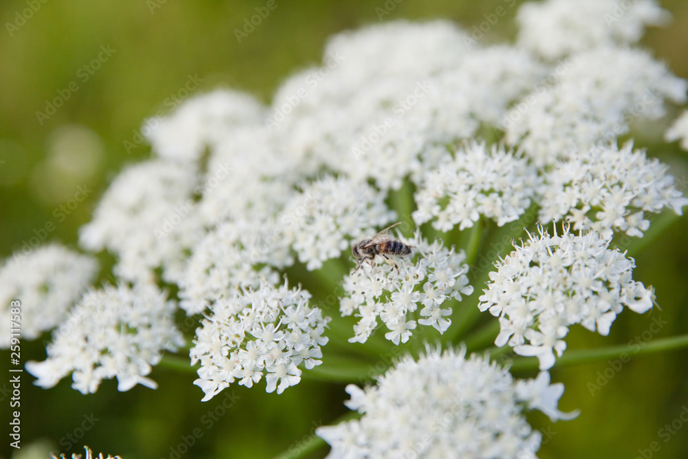 Bee collects nectar from the flowers of cow parsnip. Bee collects nectar from the flowers of cow parsnip.