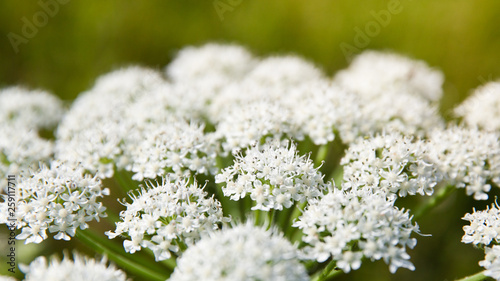 Flowering cow parsnip. White flowers close up.