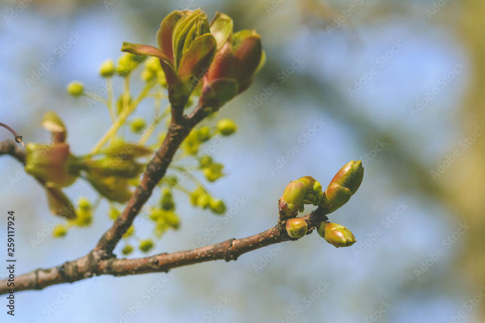 Spring Tree Buds Opening K, Shallow Depth of Field Macro Photography, Spring 2019 Spring Tree Buds Opening K, Shallow Depth of Field Macro Photography, Spring 2019