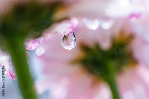 A drop of water on a pink petal of a flower, located among other similar flowers. Bright spring summer photography, macro.