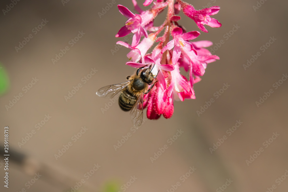 Fototapeta premium Honeybee on Currant Flowers in Springtime