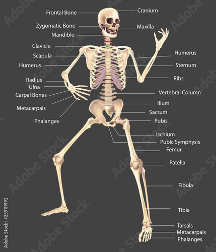 Human Skeleton Medically accurate illustration