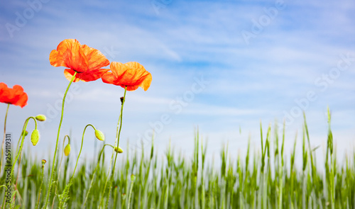 Mohnblumen im Feld