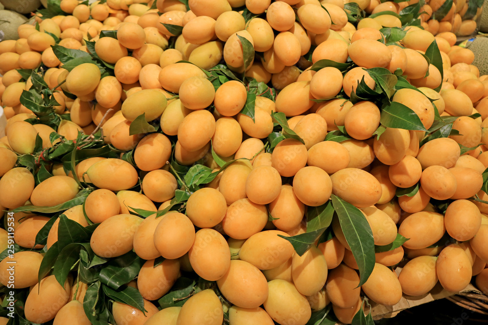 Pile of Fresh Ripe Marian Plum Fruits or Mayongchid in Thai Language Selling in the Market Pile of Fresh Ripe Marian Plum Fruits or Mayongchid in Thai Language Selling in the Market