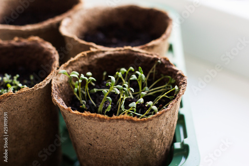 young plant in a pot