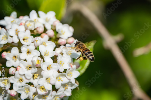 Honeybee Flying to Viburnum Flowers in Springtime