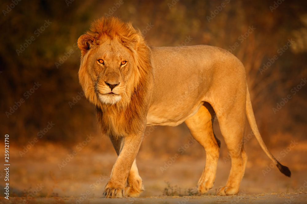 Beautiful lion male portrait in amazing evening light. Wild animal in the  nature habitat. African wildlife. This is Africa. Lions leader. Panthera  leo. Stock Photo | Adobe Stock