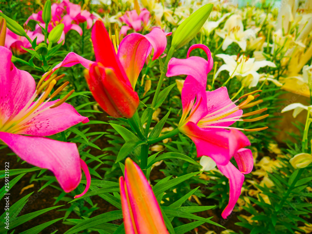 These are lily flowers in the control temperature house 25 degree at North- east of Thailand. These are lily flowers in the control temperature house 25 degree at North- east of Thailand.