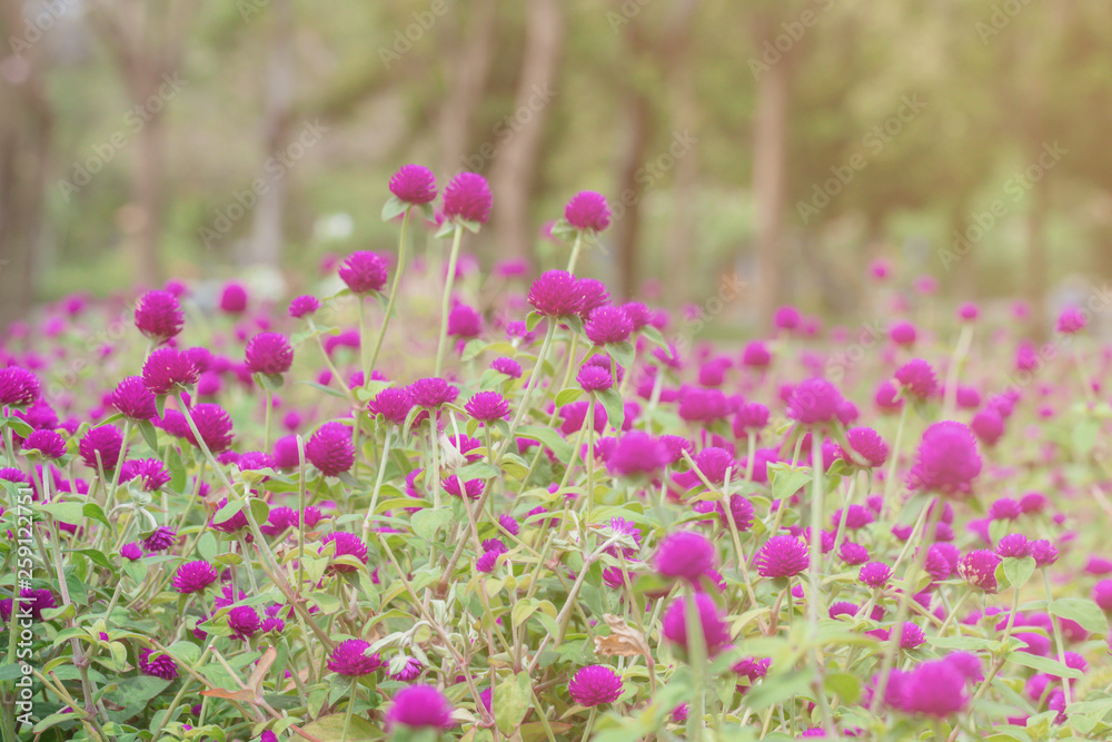 Selective focus beautiful Gomphrena globosa flower blooming in spring season.Also called Globe Amaranth,Makhmali and Vadamalli.Purple flower in the garden.